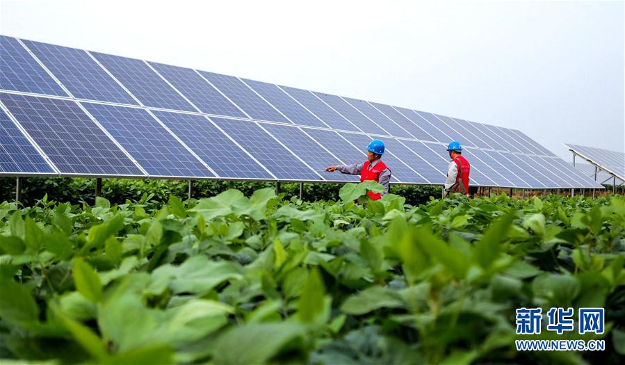 （經(jīng)濟(jì)）（1）河北魏縣：&ldquo;農(nóng)光互補&rdquo;助農(nóng)增收